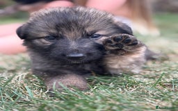 German Shepherd dogs for sale: German shepherd pups  - Image 2