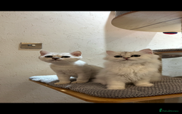 Scottish Fold cats for sale: Scottish Kittens – Fold & Straight – Ready Now - Image 27