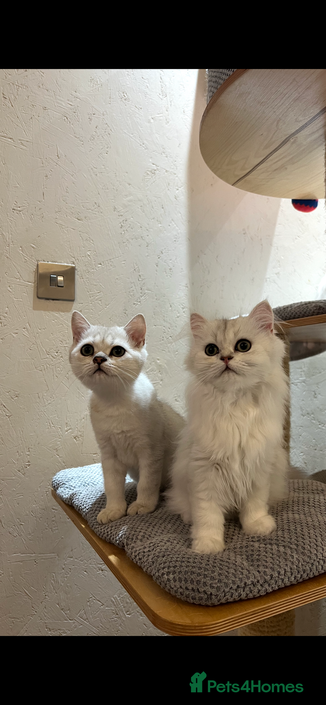 Scottish Fold cats for sale: Scottish Kittens – Fold & Straight – Ready Now - Image 27
