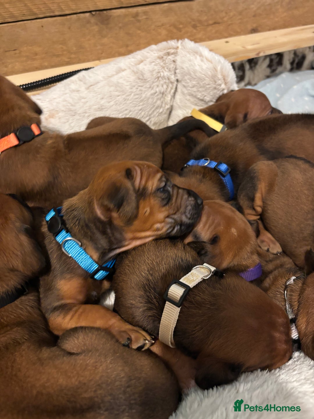 Rhodesian Ridgeback dogs for sale: Nyasharose ridgebacks  - Advert 21