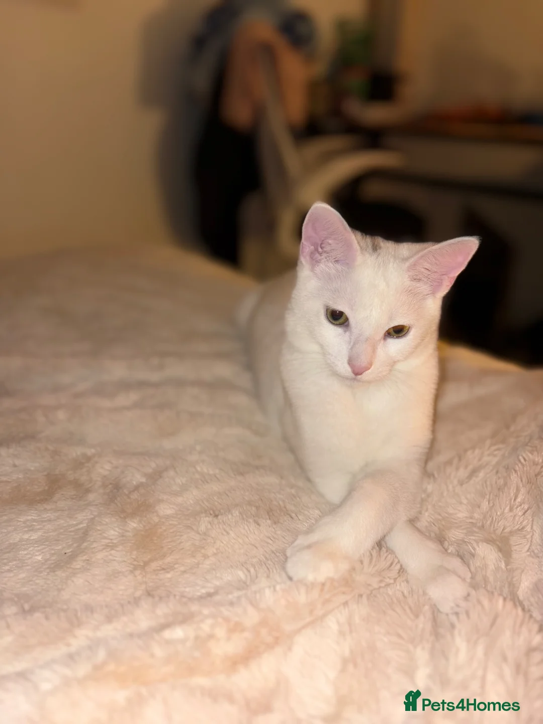 Maine Coon cats for sale: Gorgeous boy  - Advert 1