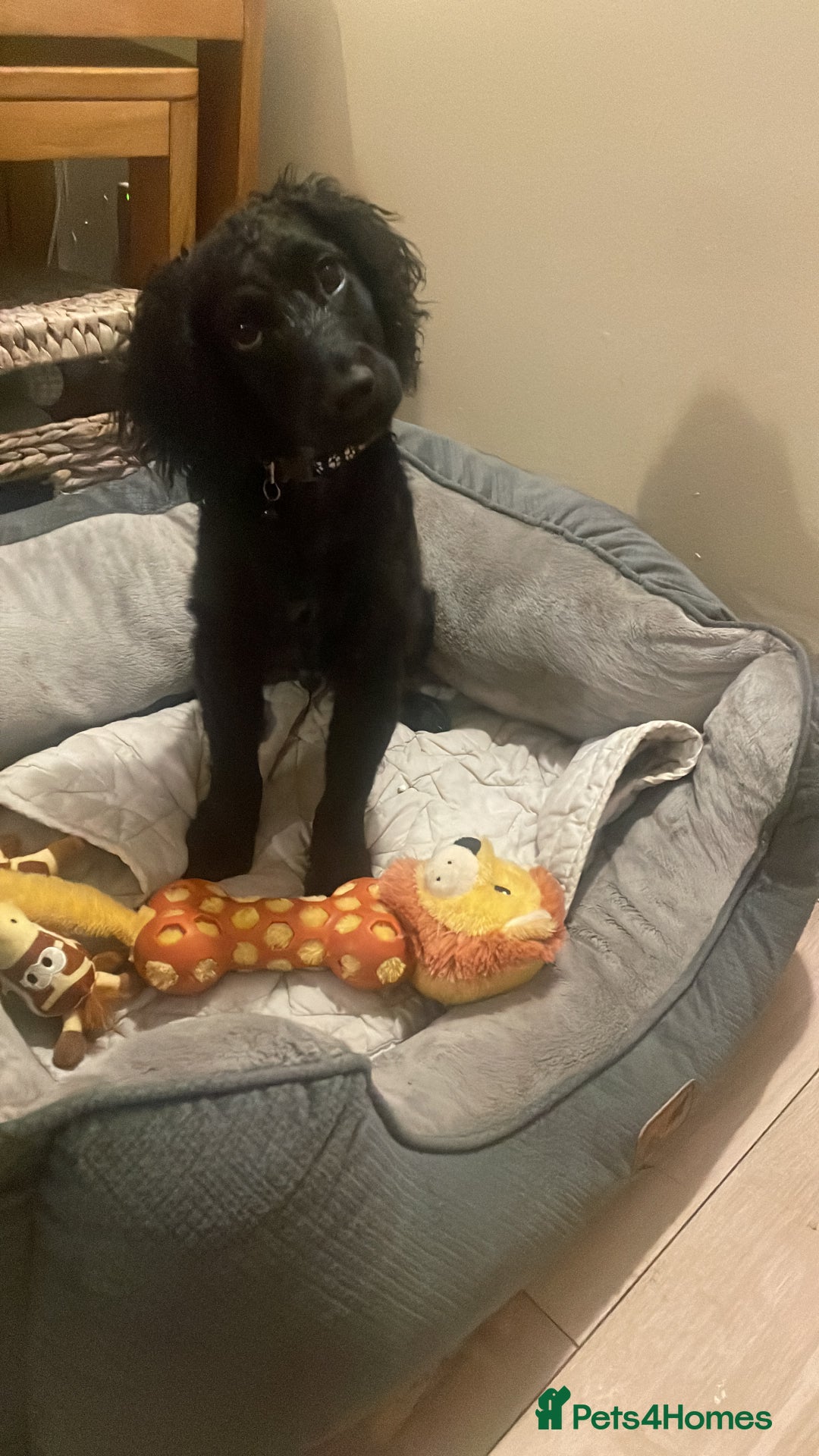 Cocker Spaniel dogs for sale: Beautiful boy cockerspaniel  - Advert 3