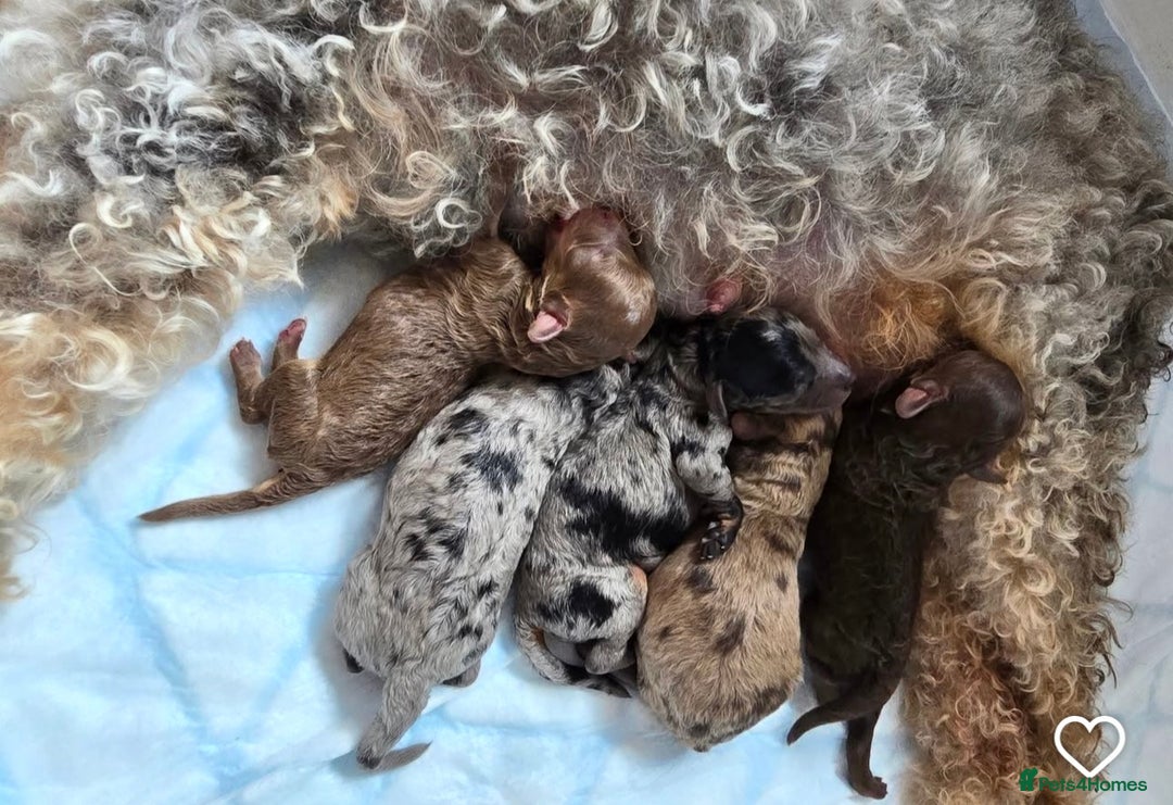 Doxiepoo dogs for sale: GORGEOUS DOXIEPOO PUPPIES  - Advert 12