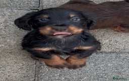 Cocker Spaniel dogs for sale: KC Reg Docked Working Cocker Spaniel Male Puppy - Image 1
