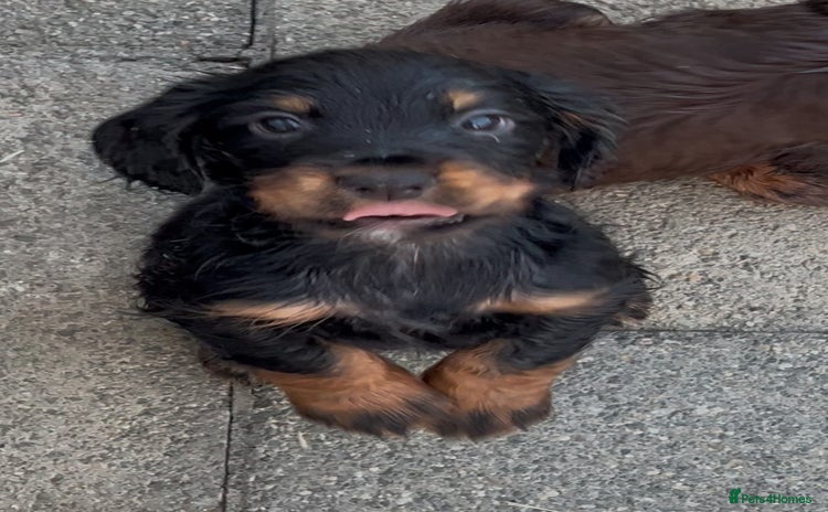 Cocker Spaniel dogs - Advert 1