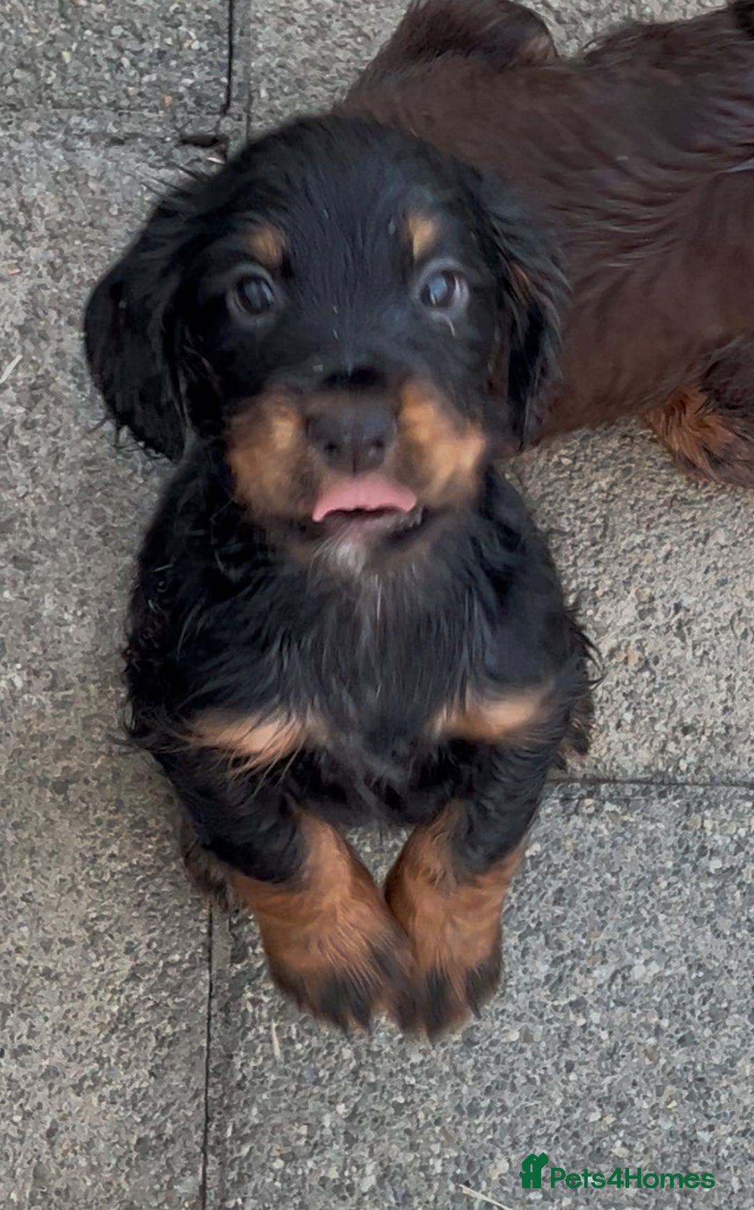 Cocker Spaniel dogs for sale: KC Reg Docked Working Cocker Spaniel Male Puppy - Image 1
