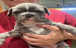 French Bulldog dogs for sale: 4 cute puppies looking for new loving homes - Image 16