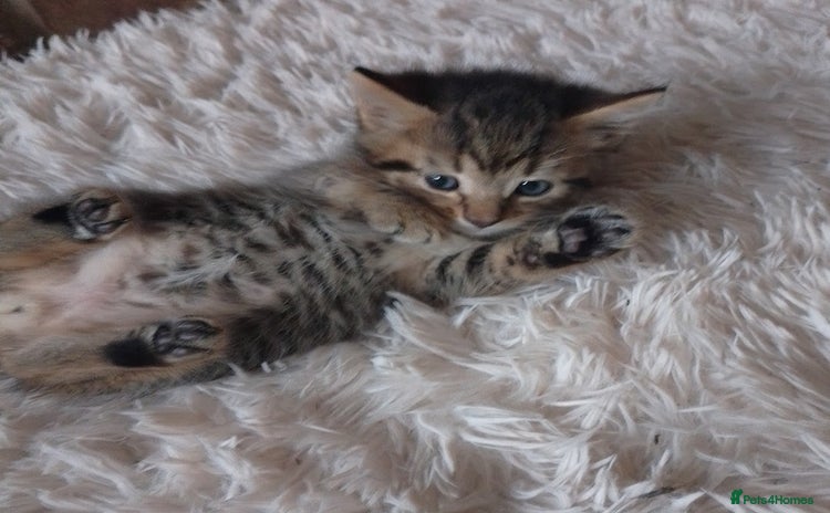 Bengal cats for sale - Advert 2