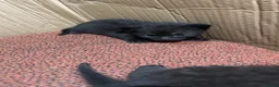 Mixed Breed cats for sale: Stunning kittens  - Advert 16