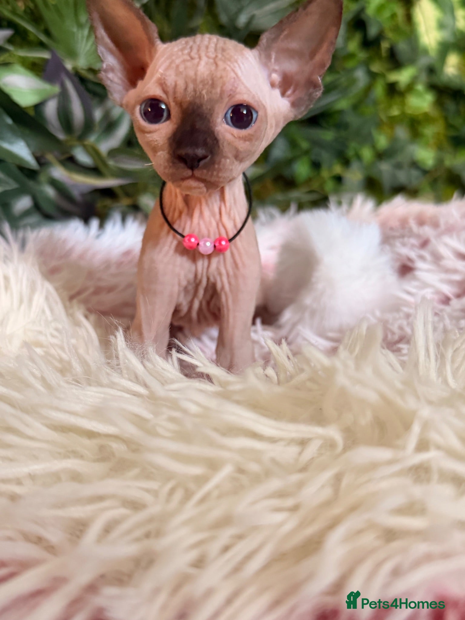 Sphynx cats 3 stunning kittens available! - Advert 1