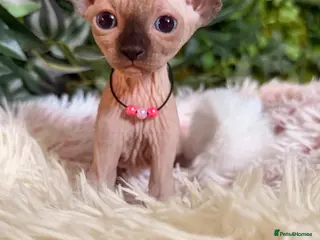 Sphynx cats 3 stunning kittens available! - Advert 1
