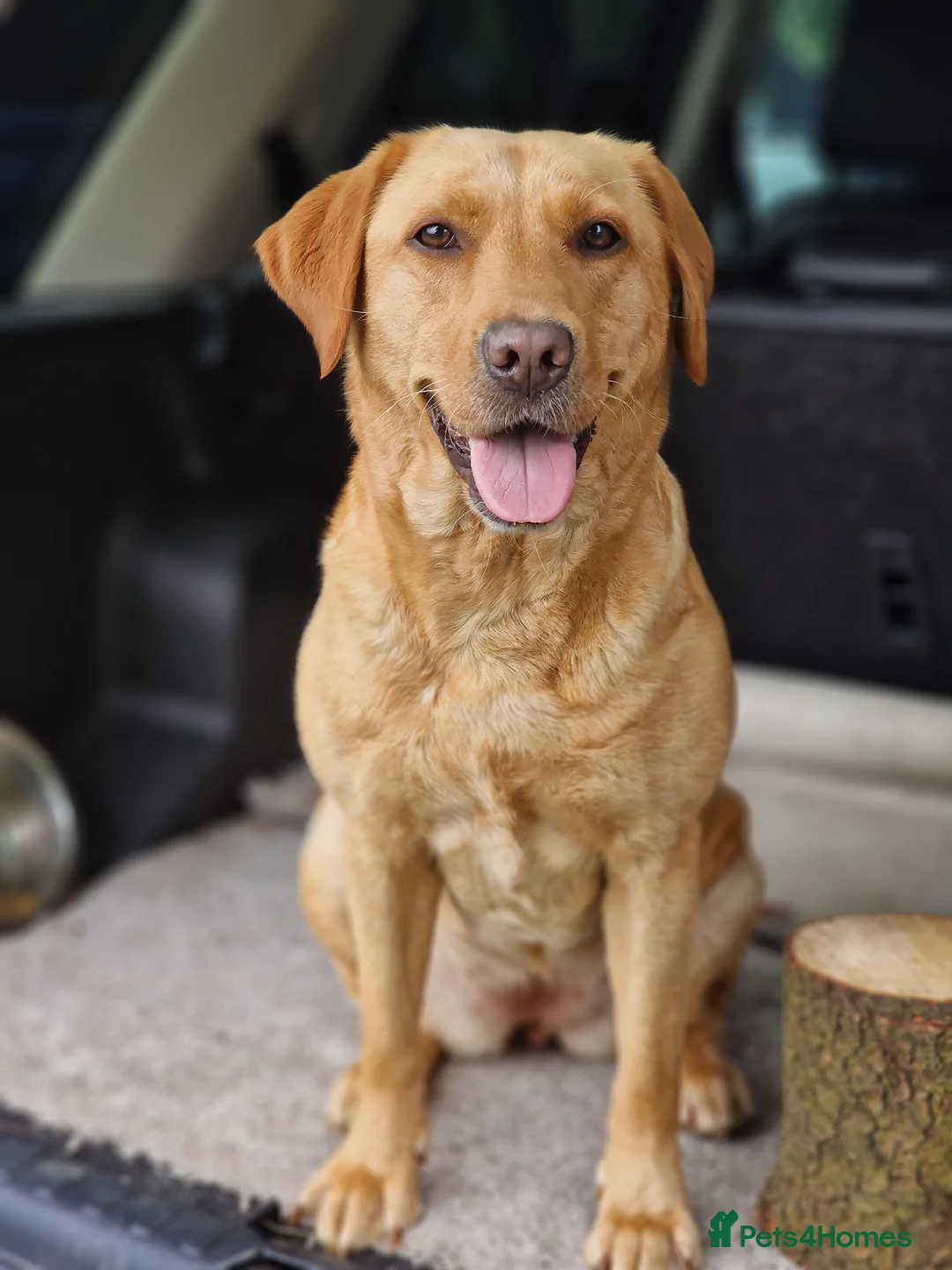 Labrador Retriever dogs for sale: KC Reg Yellow Lab Puppy - Advert 16