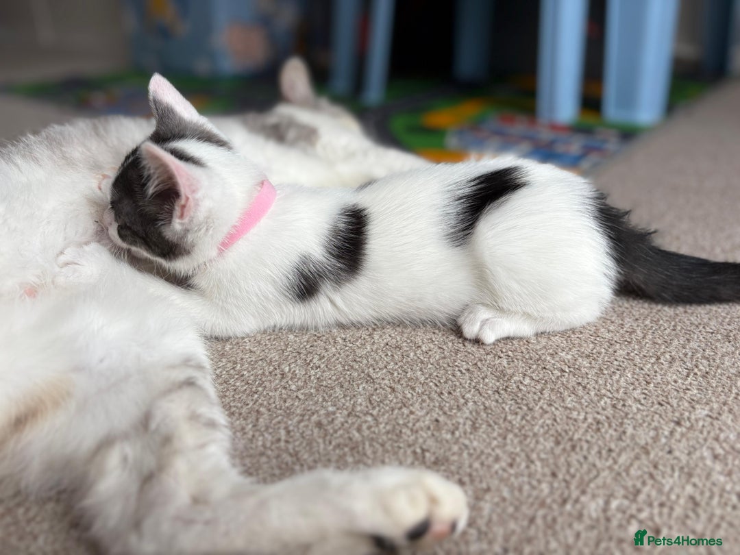 Mixed Breed cats for sale: Last Female Kitten - Trained! READY TO GO😻 - Image 8