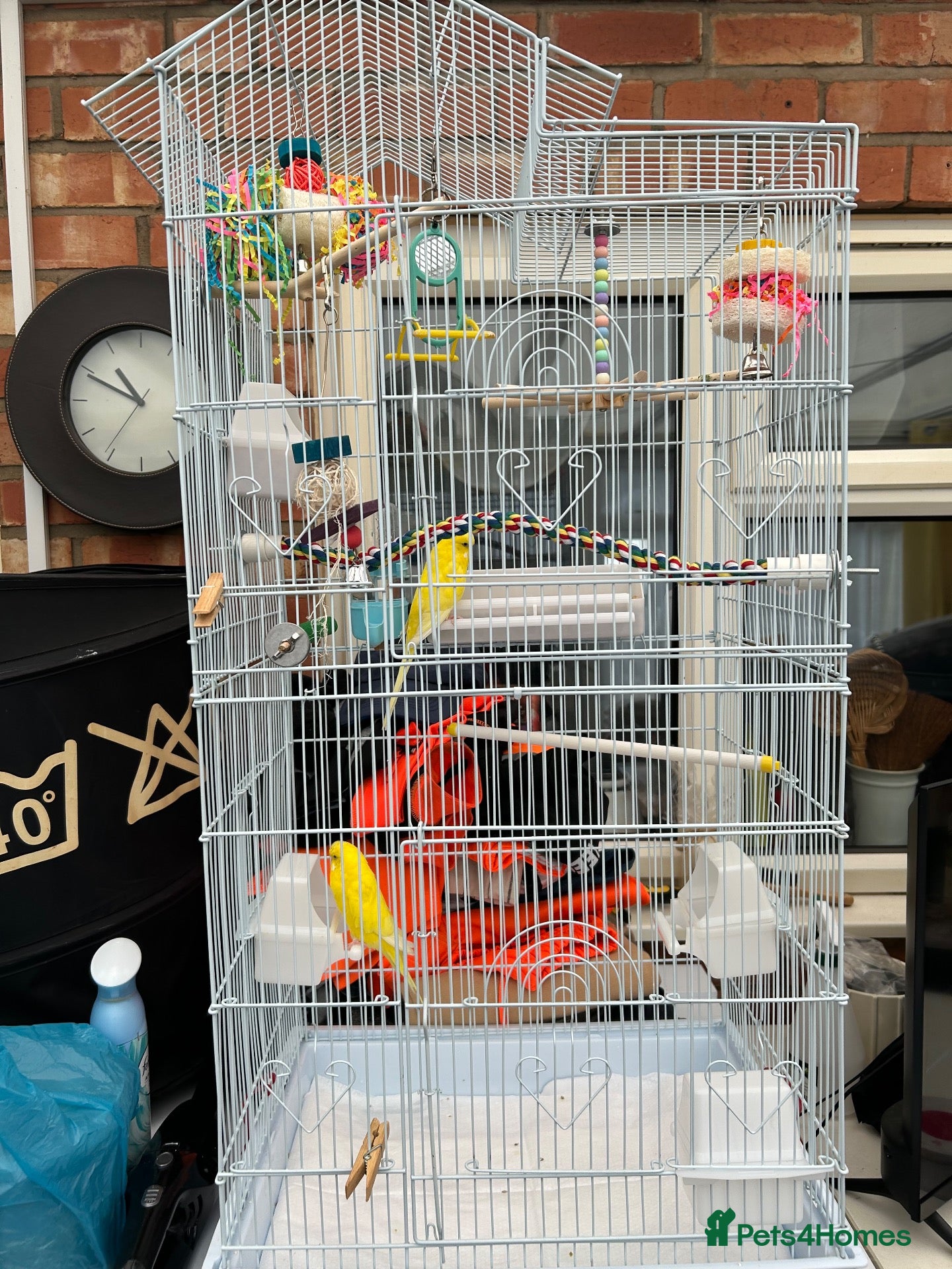 Budgerigars birds Yellow budgies  - Advert 15