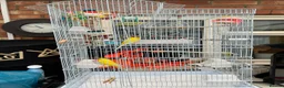 Budgerigars birds for sale: Yellow budgies  in Lincoln - Advert 1