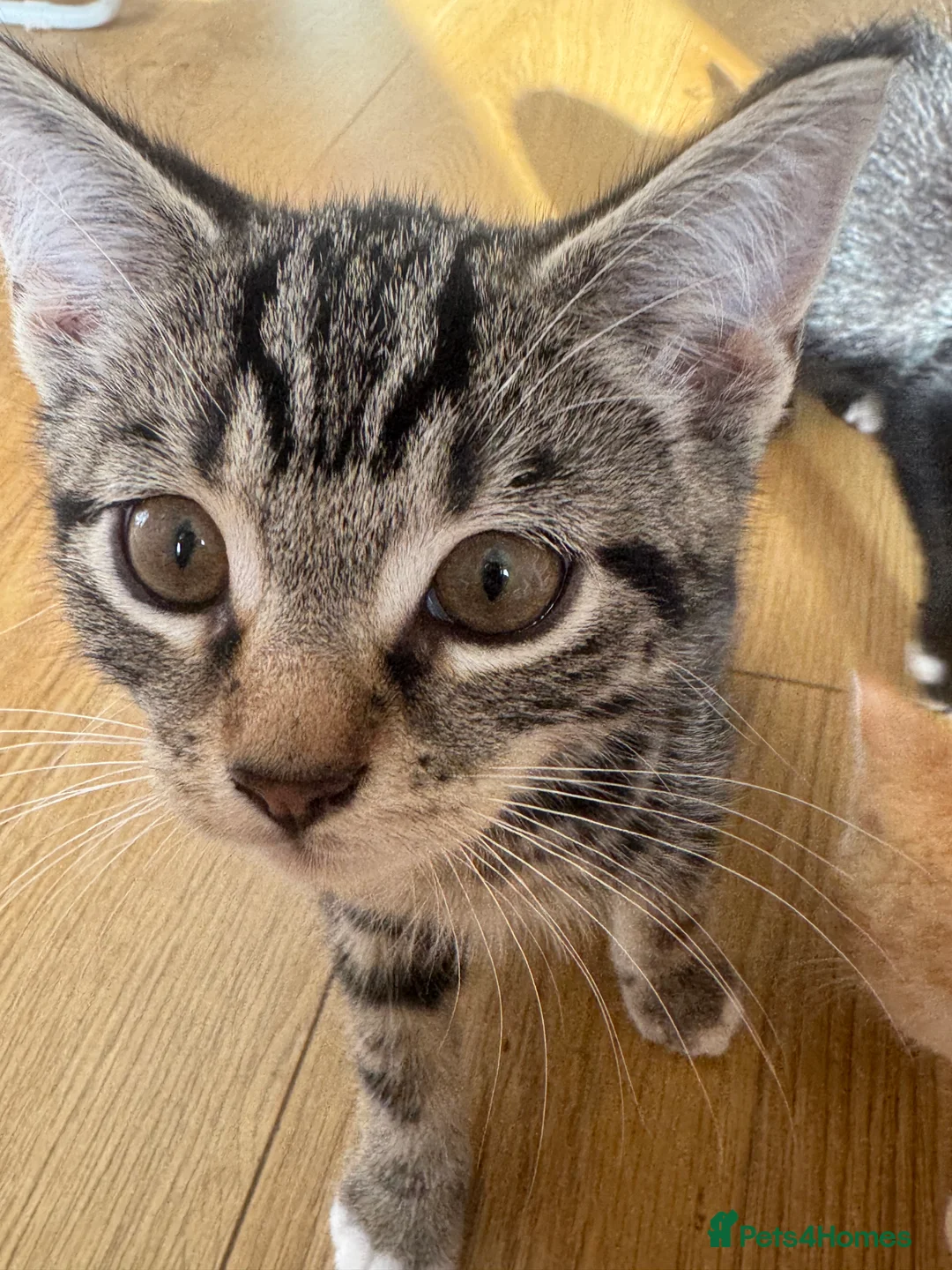 British Shorthair cats for sale: Playful kittens - Advert 2