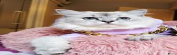 Scottish Fold cats for sale: 💙🐾 **Gorgeous Scottish Fold Boy ** - Advert 4