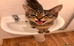 Mixed Breed cats for sale: Kitten for sale  - Image 1