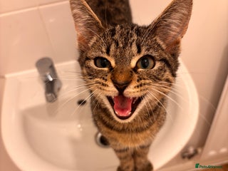 Mixed Breed cats - Advert 21