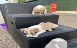 Whippet dogs for sale: Beautiful marked whippet puppies  - Image 4