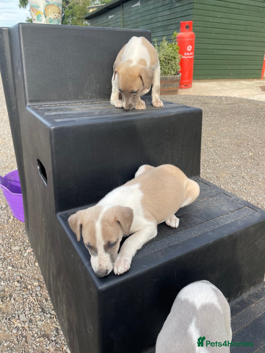 Whippet dogs for sale: Beautiful marked whippet puppies  - Image 4