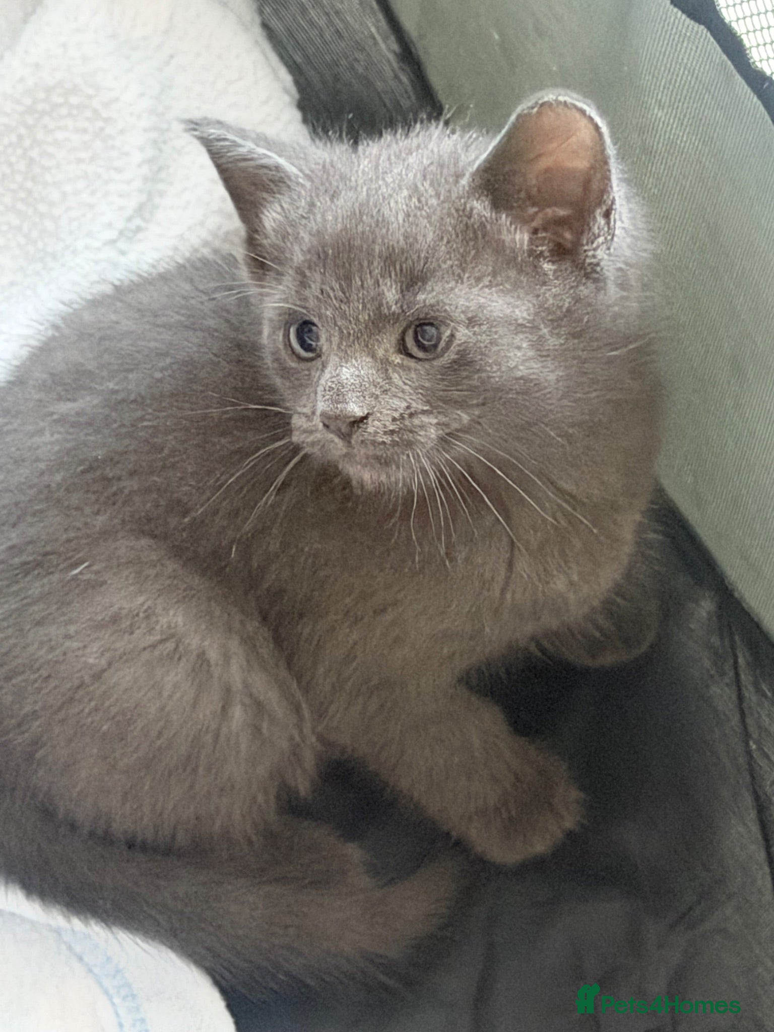Mixed Breed cats 4 kittens for sale - see description for prices  - Advert 7