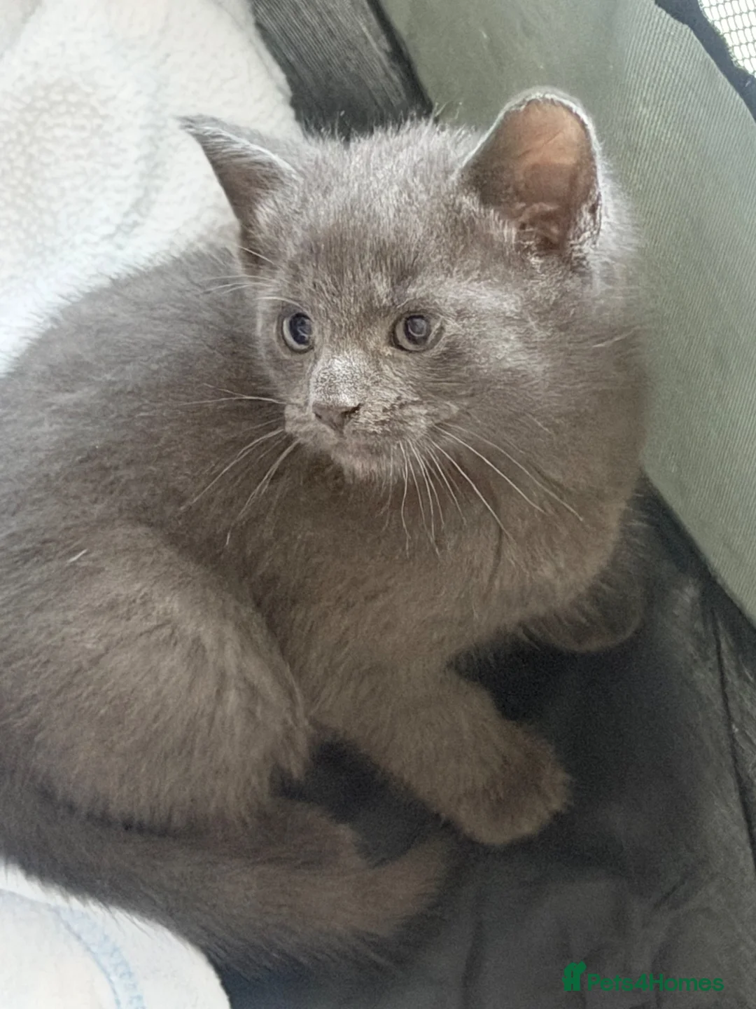 Mixed Breed cats for sale: 4 kittens for sale - see description for prices  - Advert 1