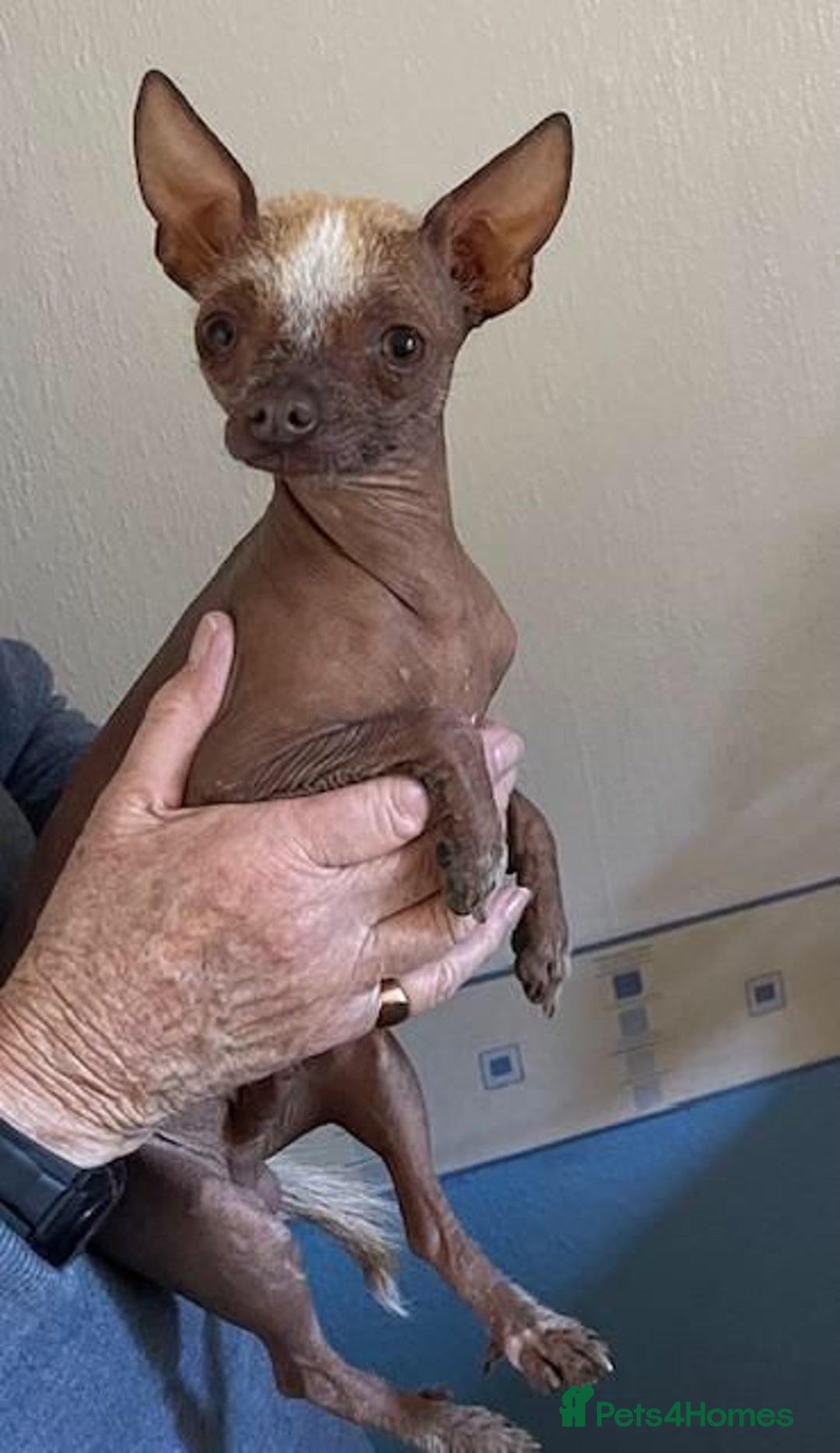 Chinese Crested dogs for sale: Kind home for Mini Chinese Crested Boy - Advert 2