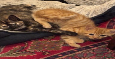 Mixed Breed cats - Advert 14
