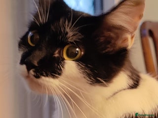 British Longhair cats for sale - Advert 1