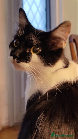 British Longhair cats - Advert 2