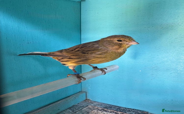 Canaries birds - Advert 1