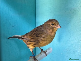 Canaries birds Young canaries - Advert 4