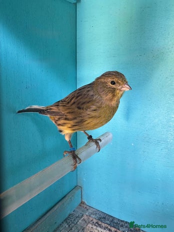 Canaries birds - Advert 7