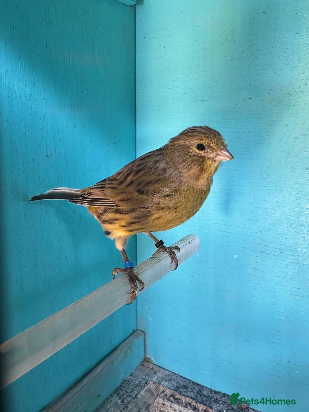 Canaries birds for sale: Young canaries  - Advert 1