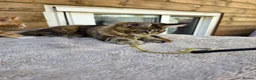 Maine Coon cats for sale: Maine Coon Kittens  - Advert 7