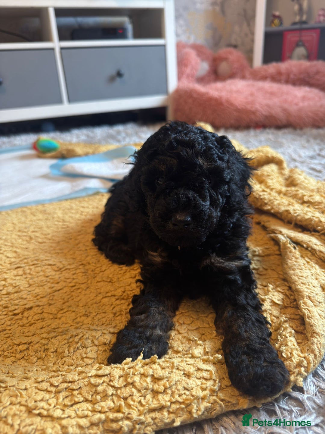 Cockapoo dogs for sale: Gorgeous F1B cockapoo  - Advert 3