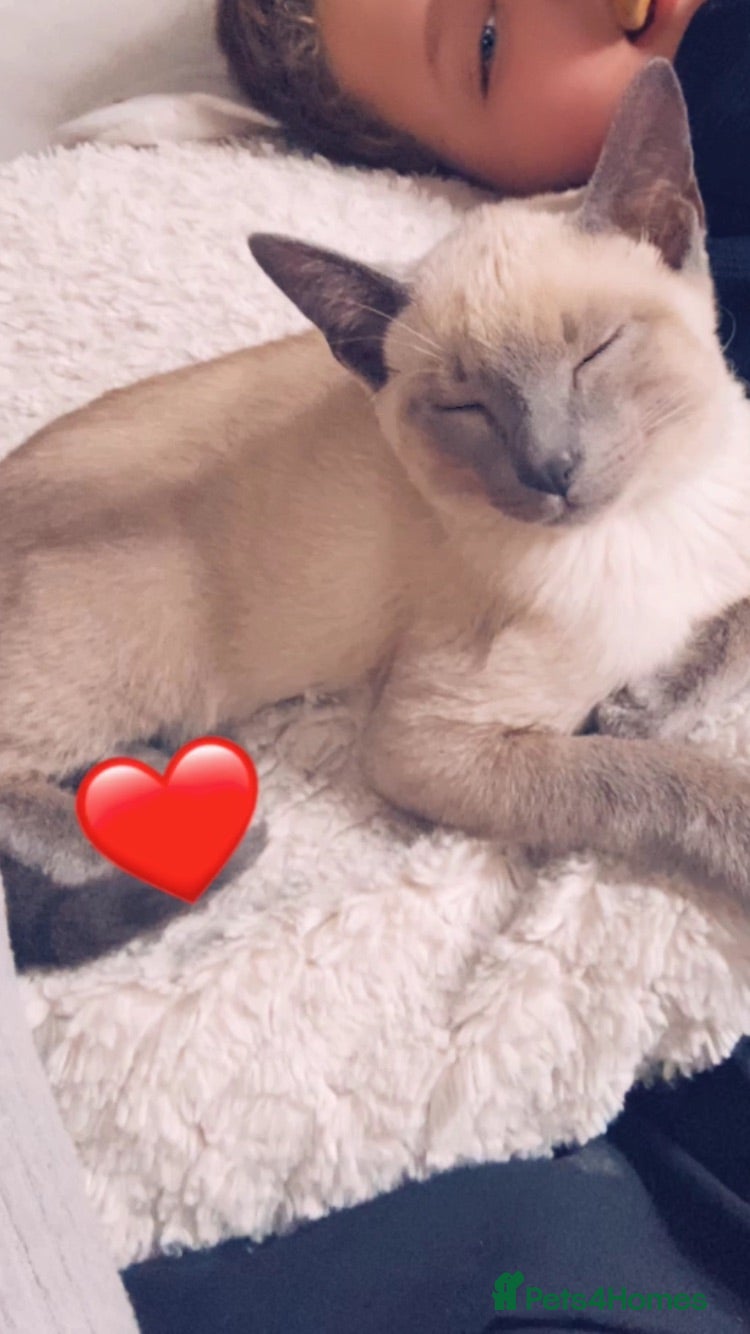 Siamese cats Blue point Siames kitten  - Advert 7