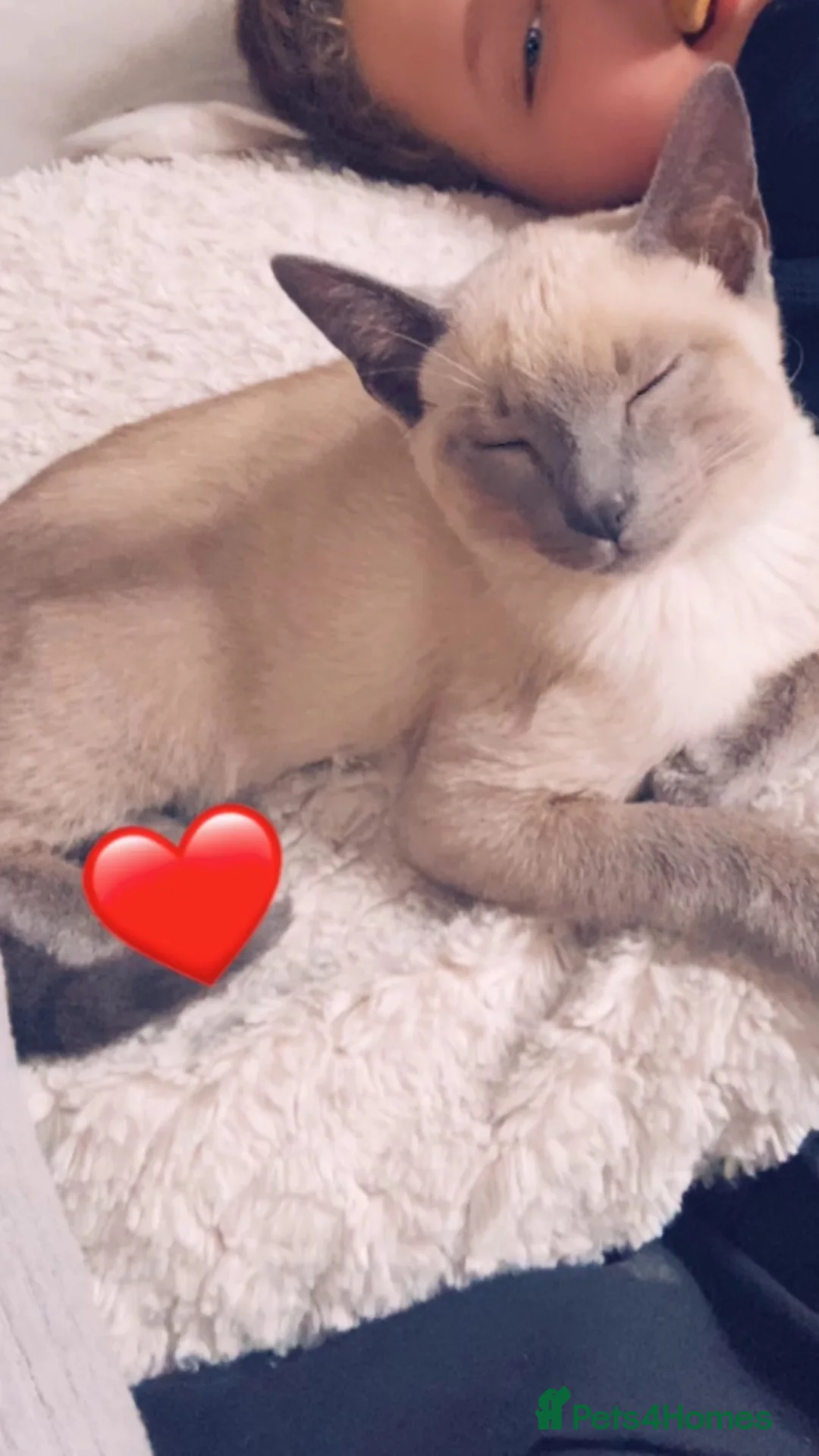 Siamese cats for sale: Blue point Siames kitten  - Advert 1