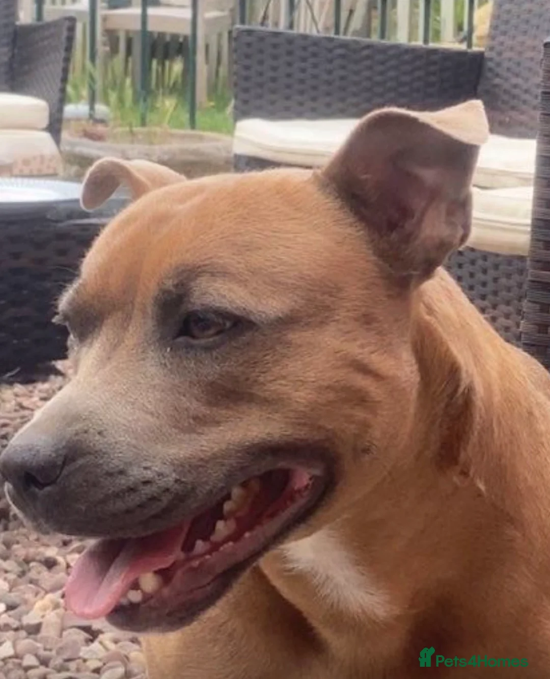 Mixed Breed dogs for sale: Staff x American bully puppy female 8 weeks black  in Evesham - Advert 2