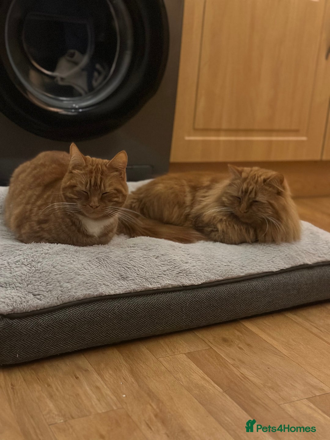 Domestic Shorthair cats for sale: 2 Beautiful ginger cats must stay together. - Image 3