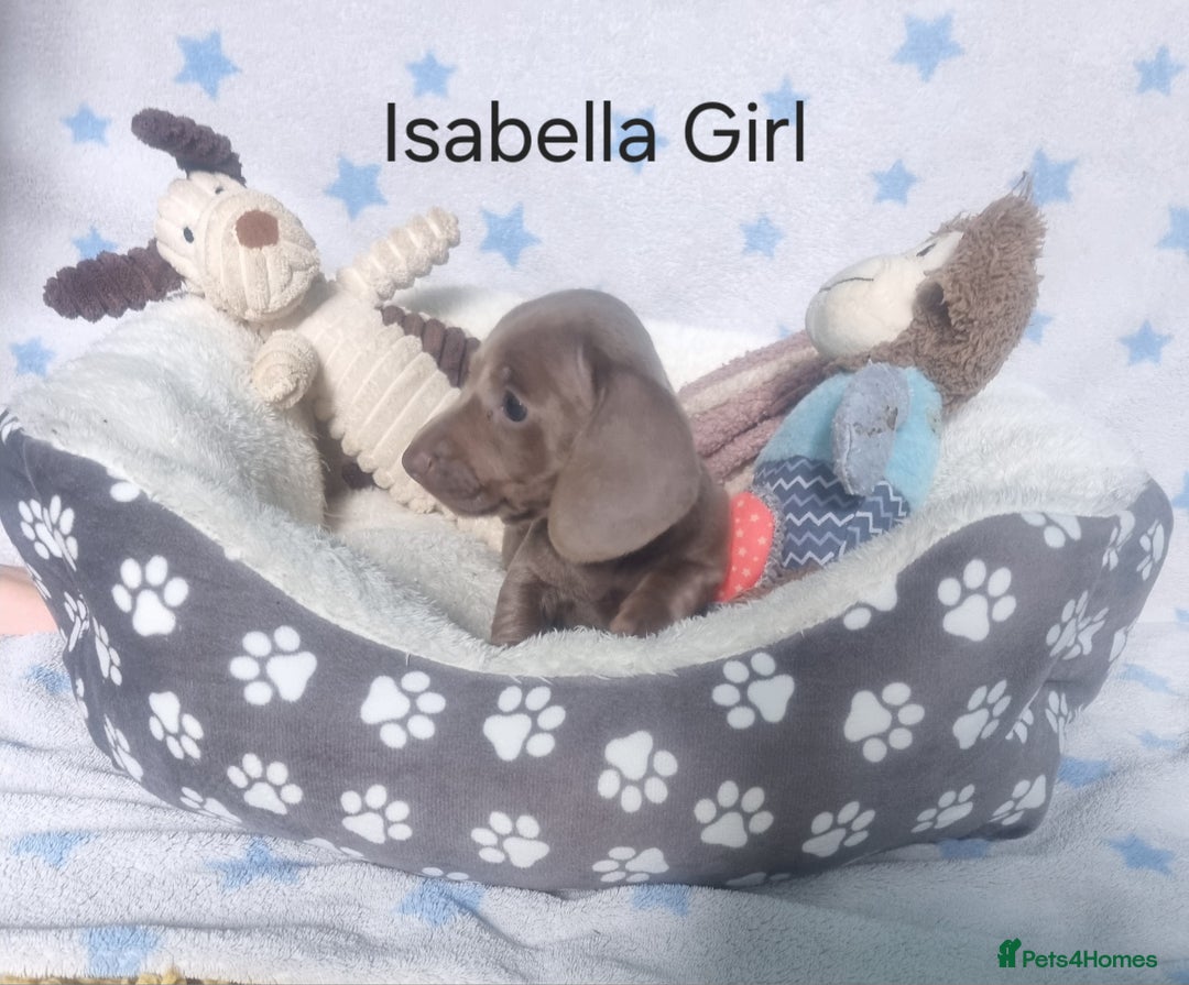 Miniature Dachshund dogs for sale: Stunning Miniature Dachshund Puppies - Image 5