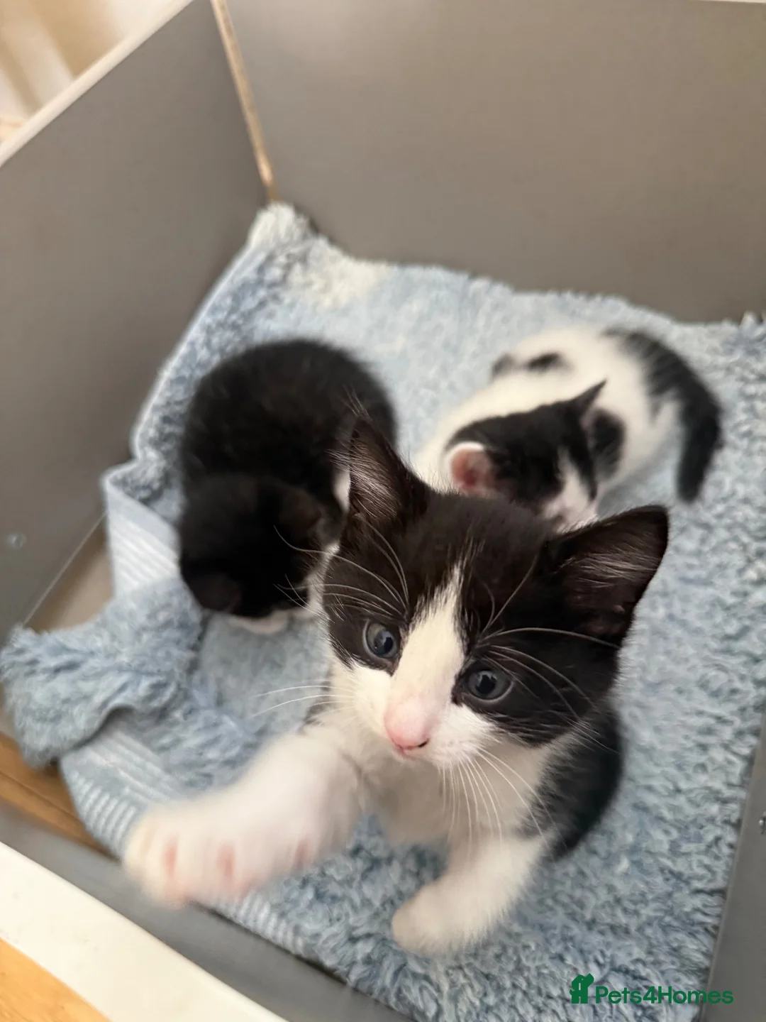 British Shorthair cats for sale: Adorable Black & White Kittens - Advert 2