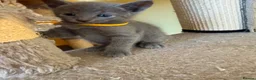 Russian Blue cats for sale: TICA REGISTERED Pure Breed Russian Blue Kittens - Advert 3