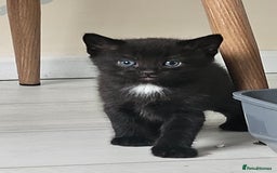Turkish Angora cats for sale: Turkish Angora kittens - Image 13