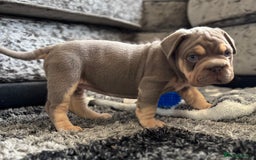Mixed Breed dogs for sale: Pocket bully x Big rope frenchie  - Image 8