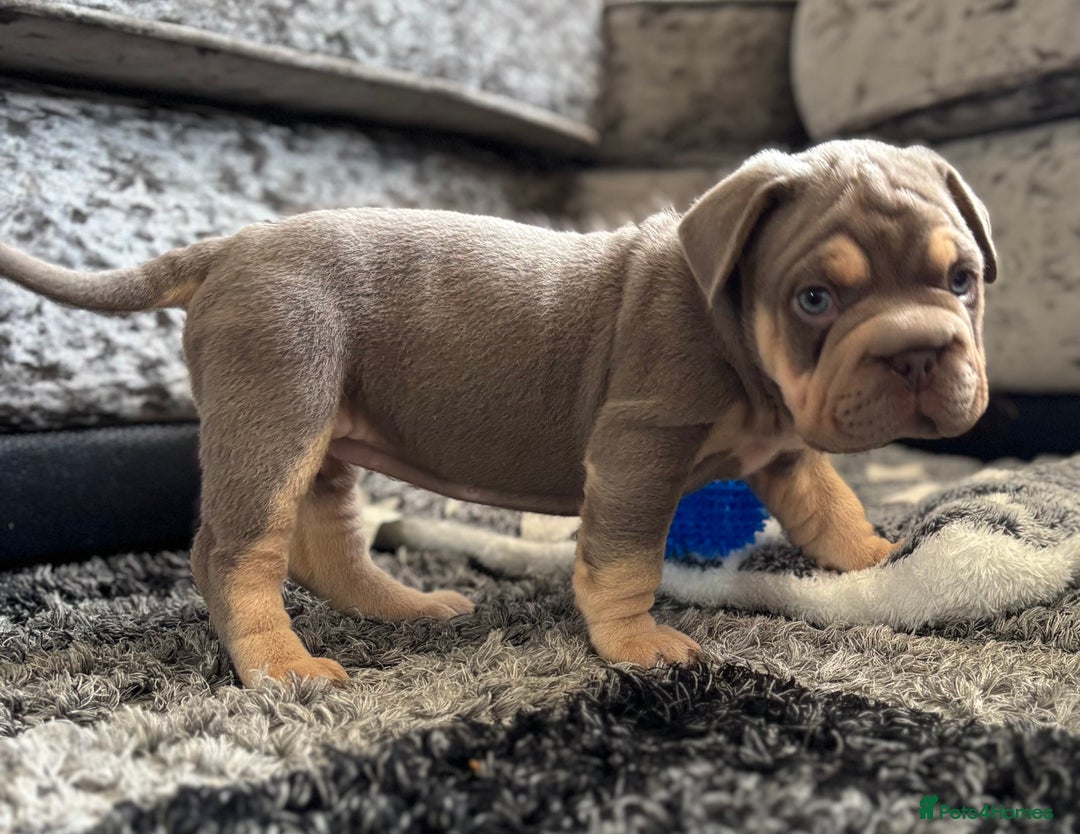 Mixed Breed dogs for sale: Pocket bully x Big rope frenchie  - Image 8