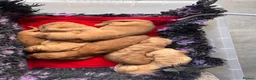 Labradoodle dogs for sale: Labradoodles 11th plus generation  - Advert 12