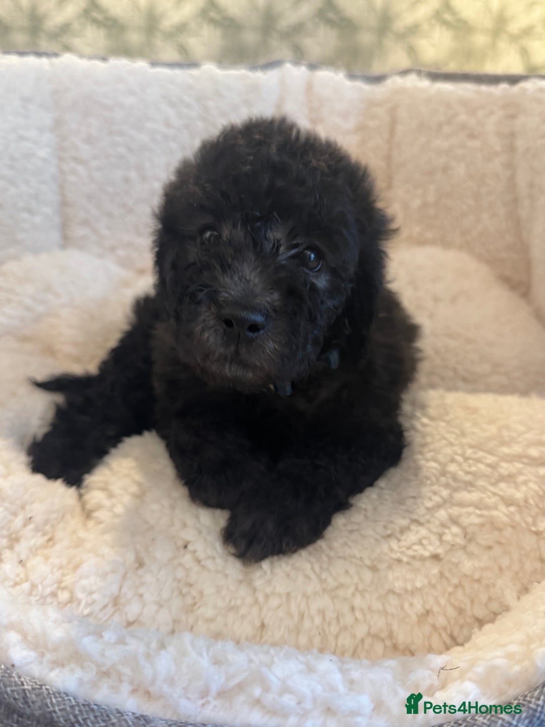 Cockapoo dogs for sale: 🌟 ADORABLE Cockapoo puppies 🌟 ready to leave 🐾 - Image 15