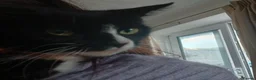 Mixed Breed cats for sale: £20 2 black and white kittens need to go together. - Advert 8